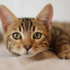 Risultati positivi dal test di fase 1 del vaccino anti Covid sui gatti